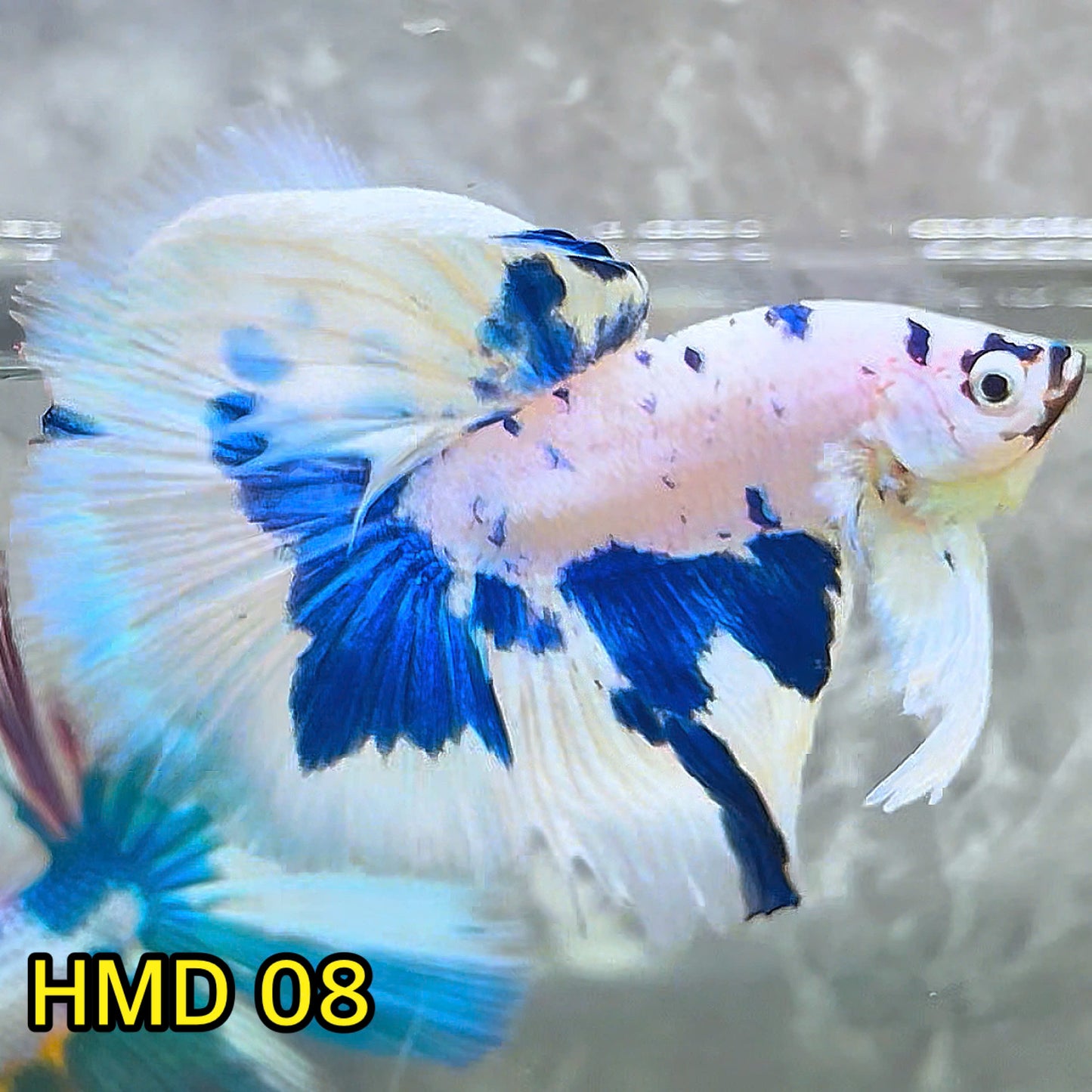 Blue Marble Dot Halfmoon Male Betta Fish | Order Directly From Farm | You Pick Fish