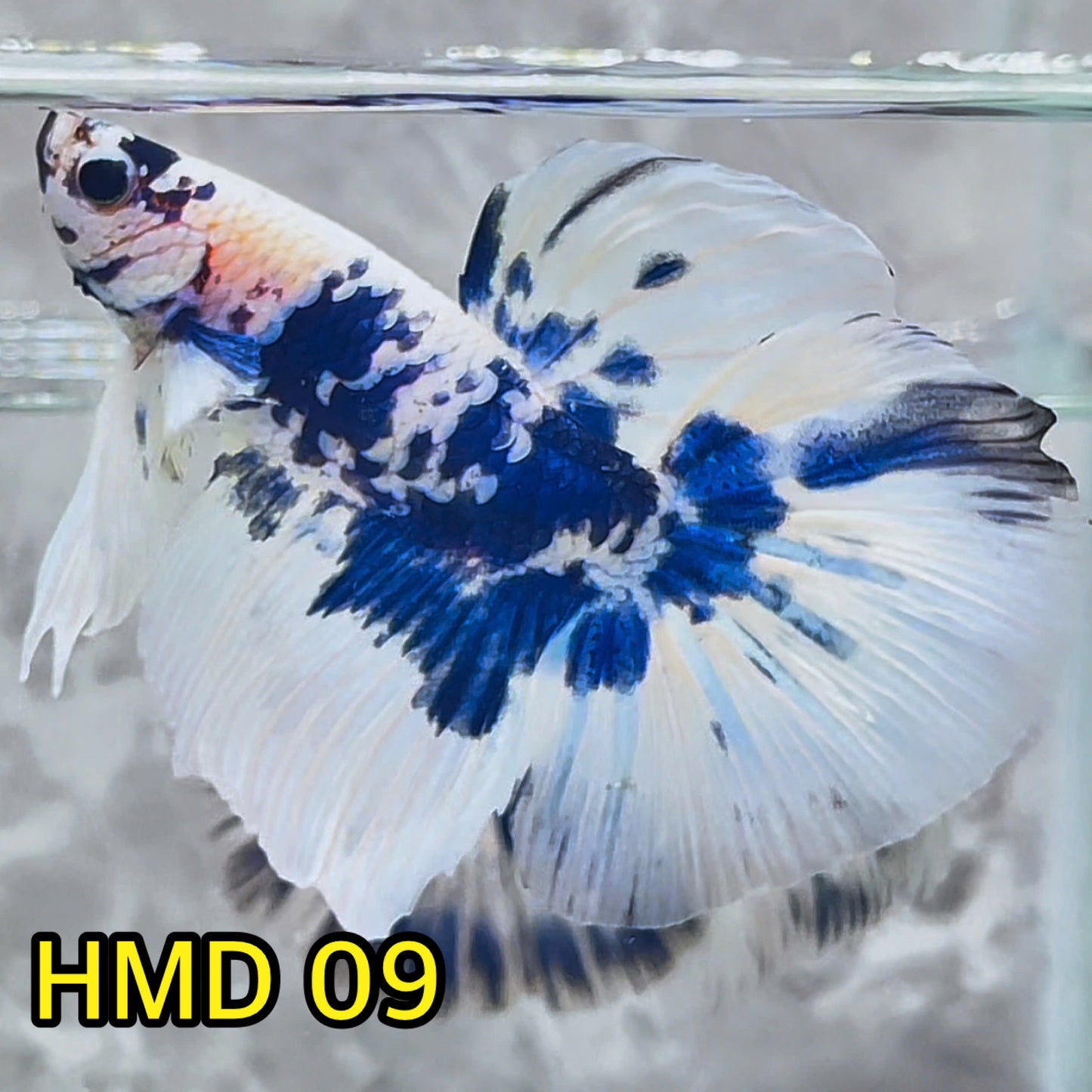 Blue Marble Dot Halfmoon Male Betta Fish | Order Directly From Farm | You Pick Fish