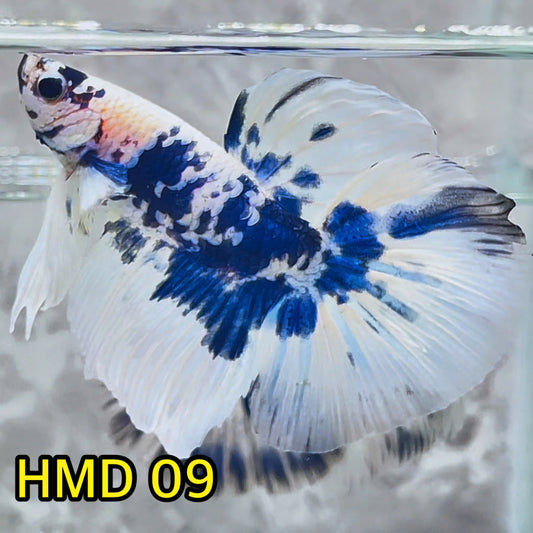 Blue Marble Dot Halfmoon Male Betta Fish | Order Directly From Farm | You Pick Fish