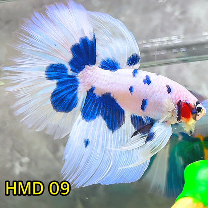 Blue Marble Dot Halfmoon Male Betta Fish | Order Directly From Farm | You Pick Fish