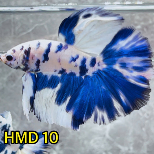 Blue Marble Dot Halfmoon Male Betta Fish | Order Directly From Farm | You Pick Fish