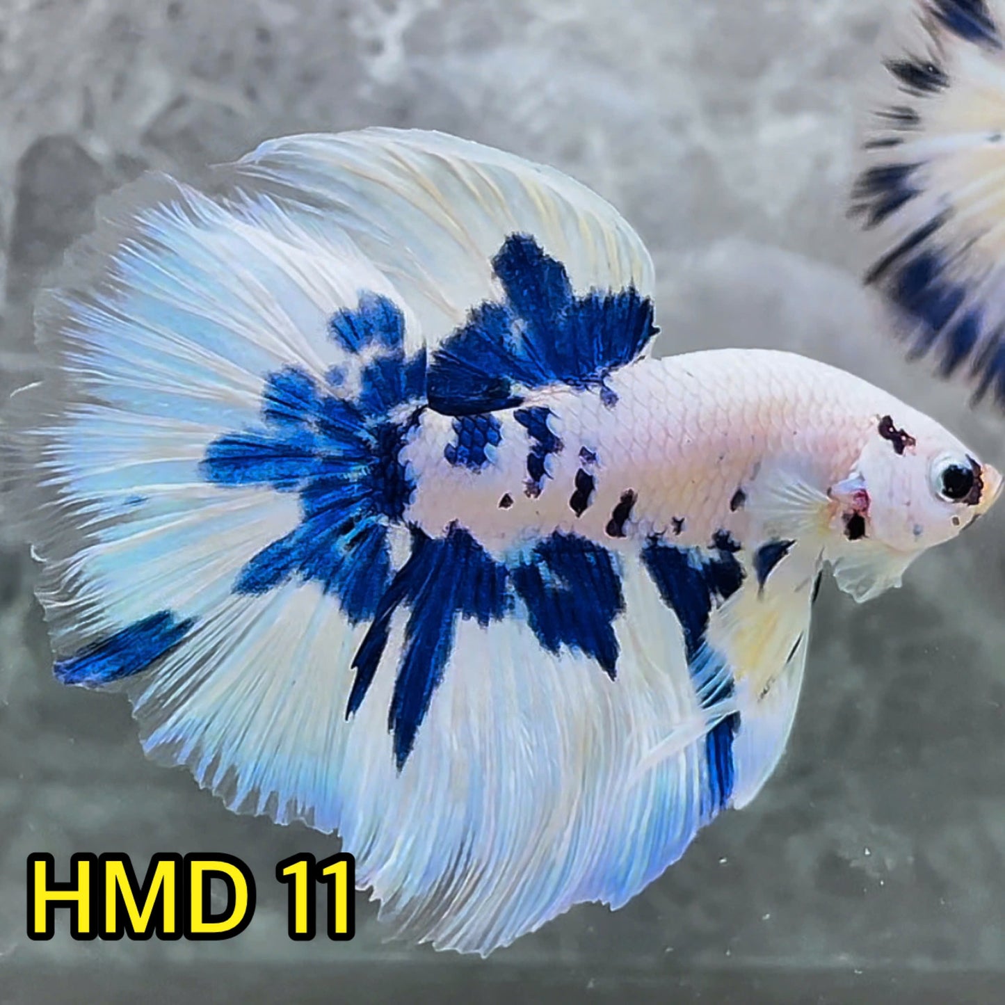 Blue Marble Dot Halfmoon Male Betta Fish | Order Directly From Farm | You Pick Fish