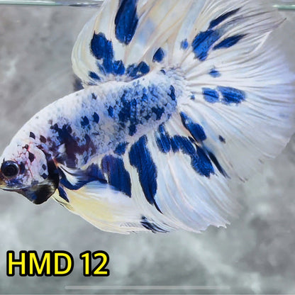 Blue Marble Dot Halfmoon Male Betta Fish | Order Directly From Farm | You Pick Fish