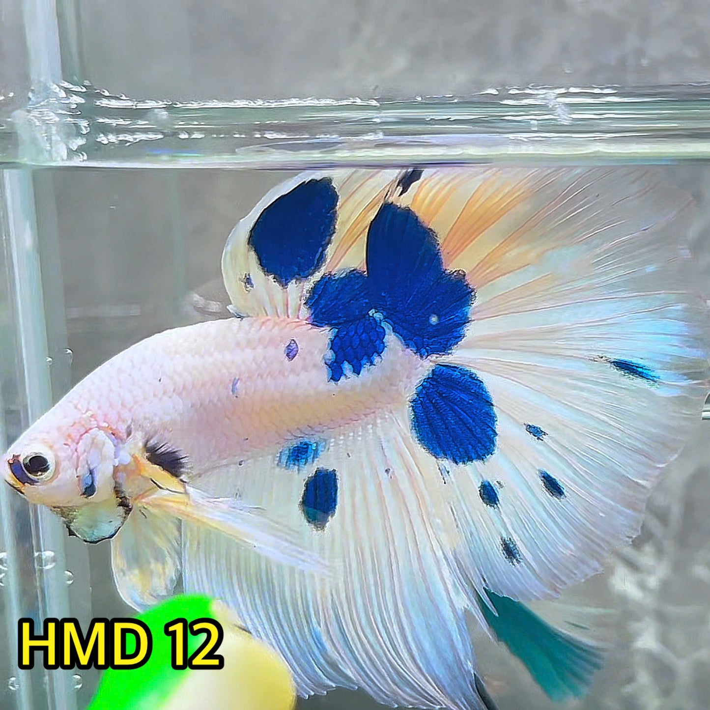 Blue Marble Dot Halfmoon Male Betta Fish | Order Directly From Farm | You Pick Fish