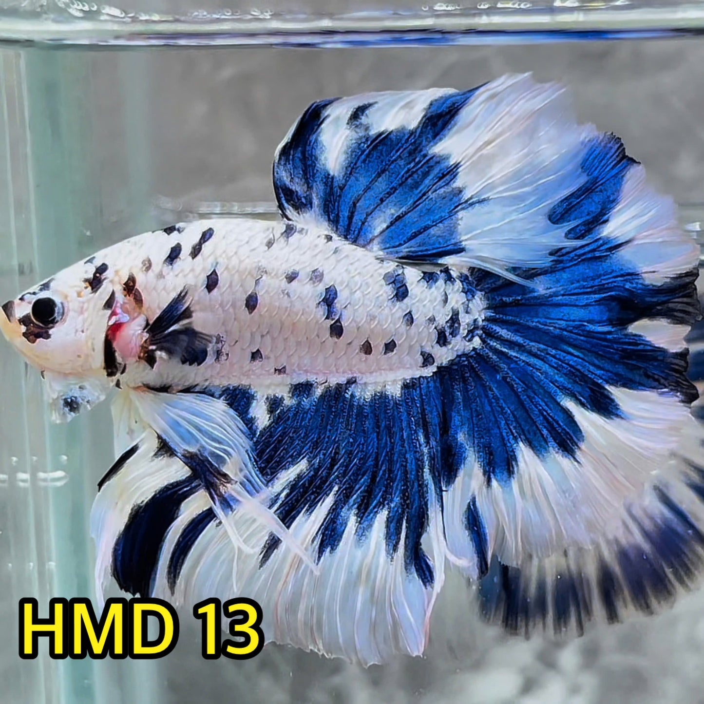 Blue Marble Dot Halfmoon Male Betta Fish | Order Directly From Farm | You Pick Fish