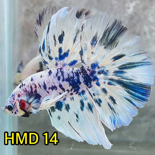 Blue Marble Dot Halfmoon Male Betta Fish | Order Directly From Farm | You Pick Fish