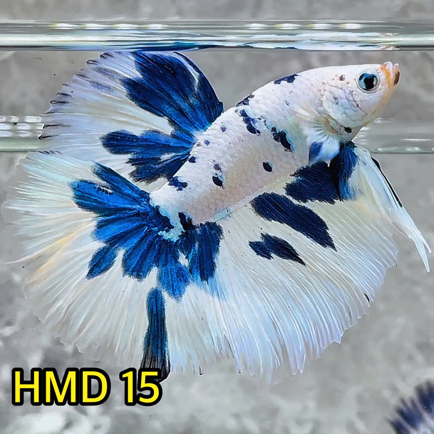 Blue Marble Dot Halfmoon Male Betta Fish | Order Directly From Farm | You Pick Fish