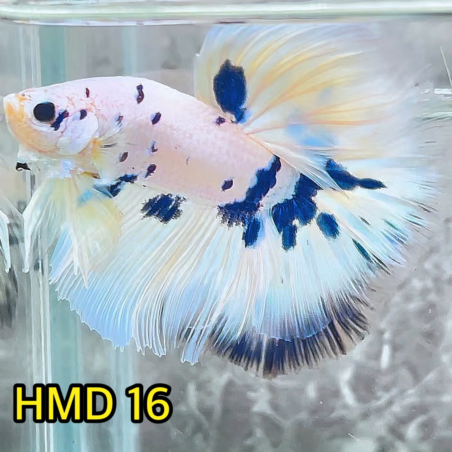 Blue Marble Dot Halfmoon Male Betta Fish | Order Directly From Farm | You Pick Fish