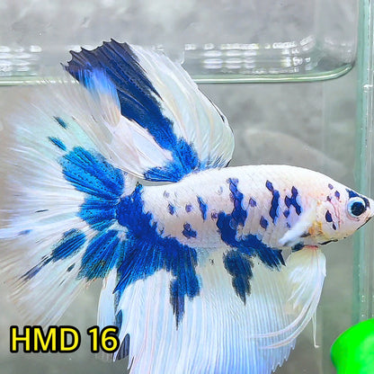 Blue Marble Dot Halfmoon Male Betta Fish | Order Directly From Farm | You Pick Fish