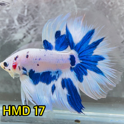 Blue Marble Dot Halfmoon Male Betta Fish | Order Directly From Farm | You Pick Fish