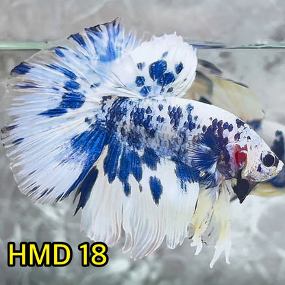 Blue Marble Dot Halfmoon Male Betta Fish | Order Directly From Farm | You Pick Fish