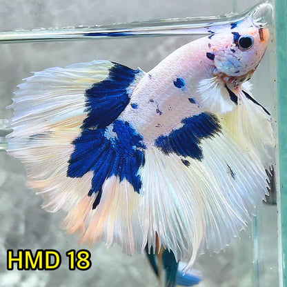 Blue Marble Dot Halfmoon Male Betta Fish | Order Directly From Farm | You Pick Fish