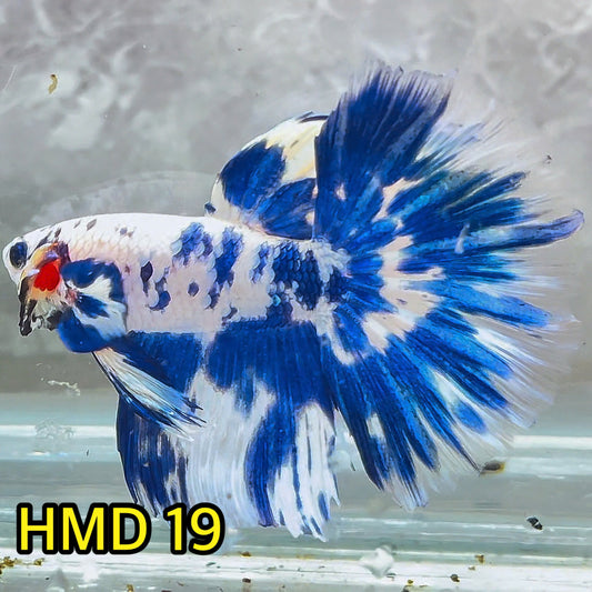 Blue Marble Dot Halfmoon Male Betta Fish | Order Directly From Farm | You Pick Fish