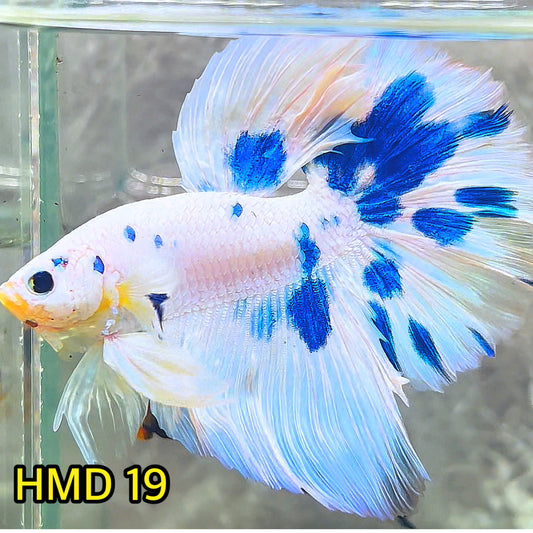 Blue Marble Dot Halfmoon Male Betta Fish | Order Directly From Farm | You Pick Fish