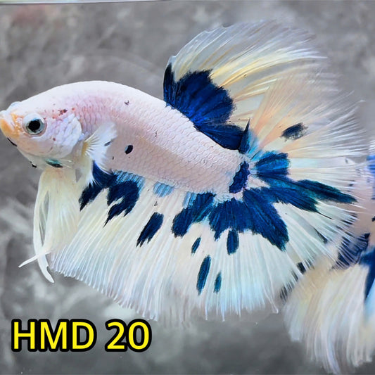 Blue Marble Dot Halfmoon Male Betta Fish | Order Directly From Farm | You Pick Fish