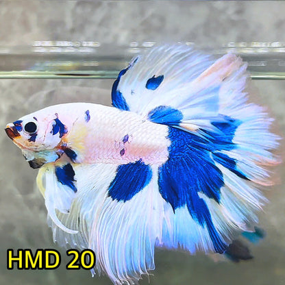 Blue Marble Dot Halfmoon Male Betta Fish | Order Directly From Farm | You Pick Fish