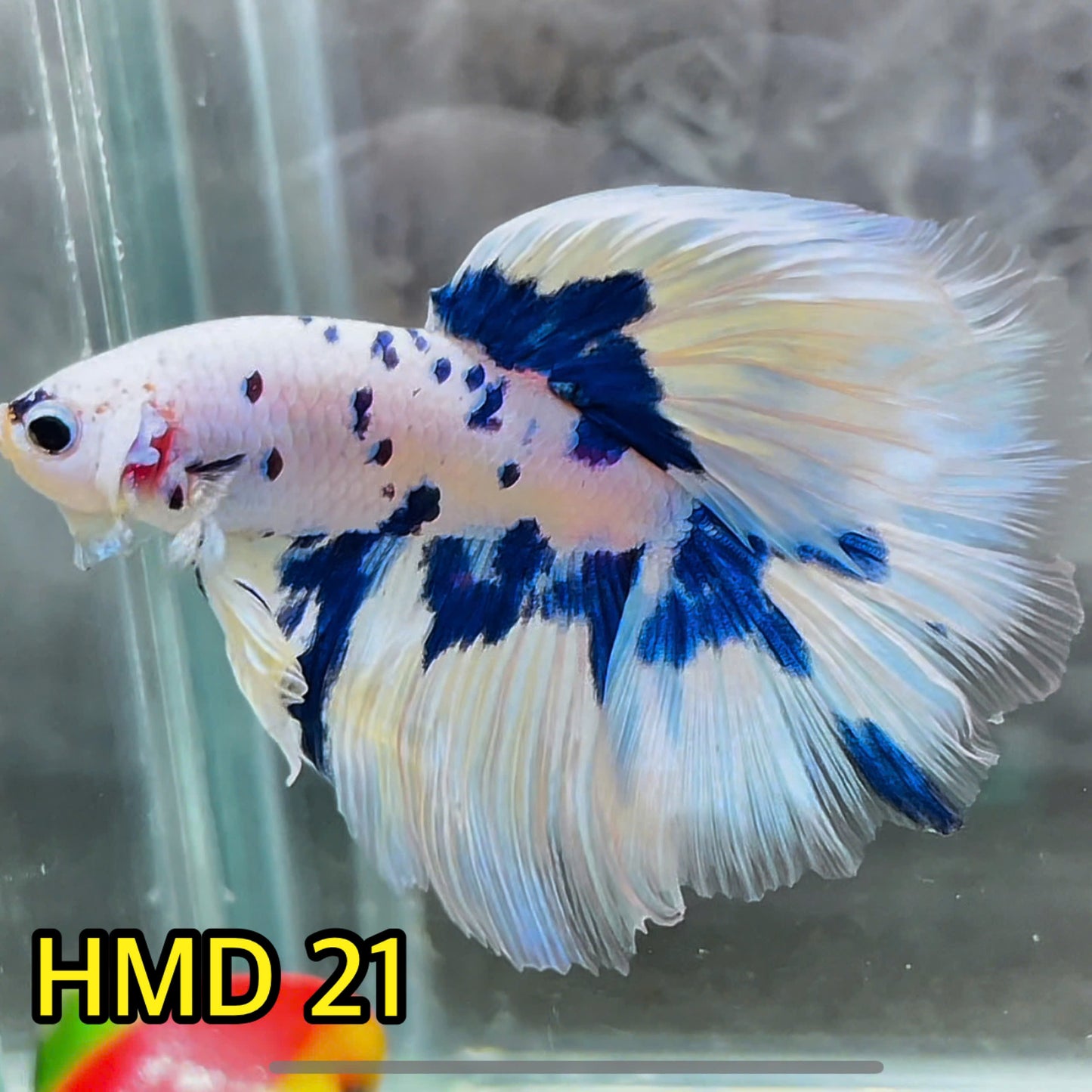 Blue Marble Dot Halfmoon Male Betta Fish | Order Directly From Farm | You Pick Fish