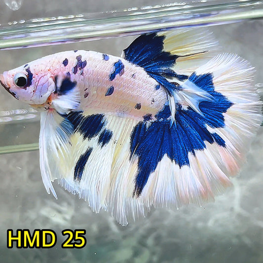 Blue Marble Dot Halfmoon Male Betta Fish | Order Directly From Farm | You Pick Fish