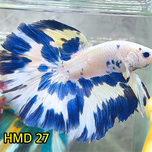 Blue Marble Dot Halfmoon Male Betta Fish | Order Directly From Farm | You Pick Fish