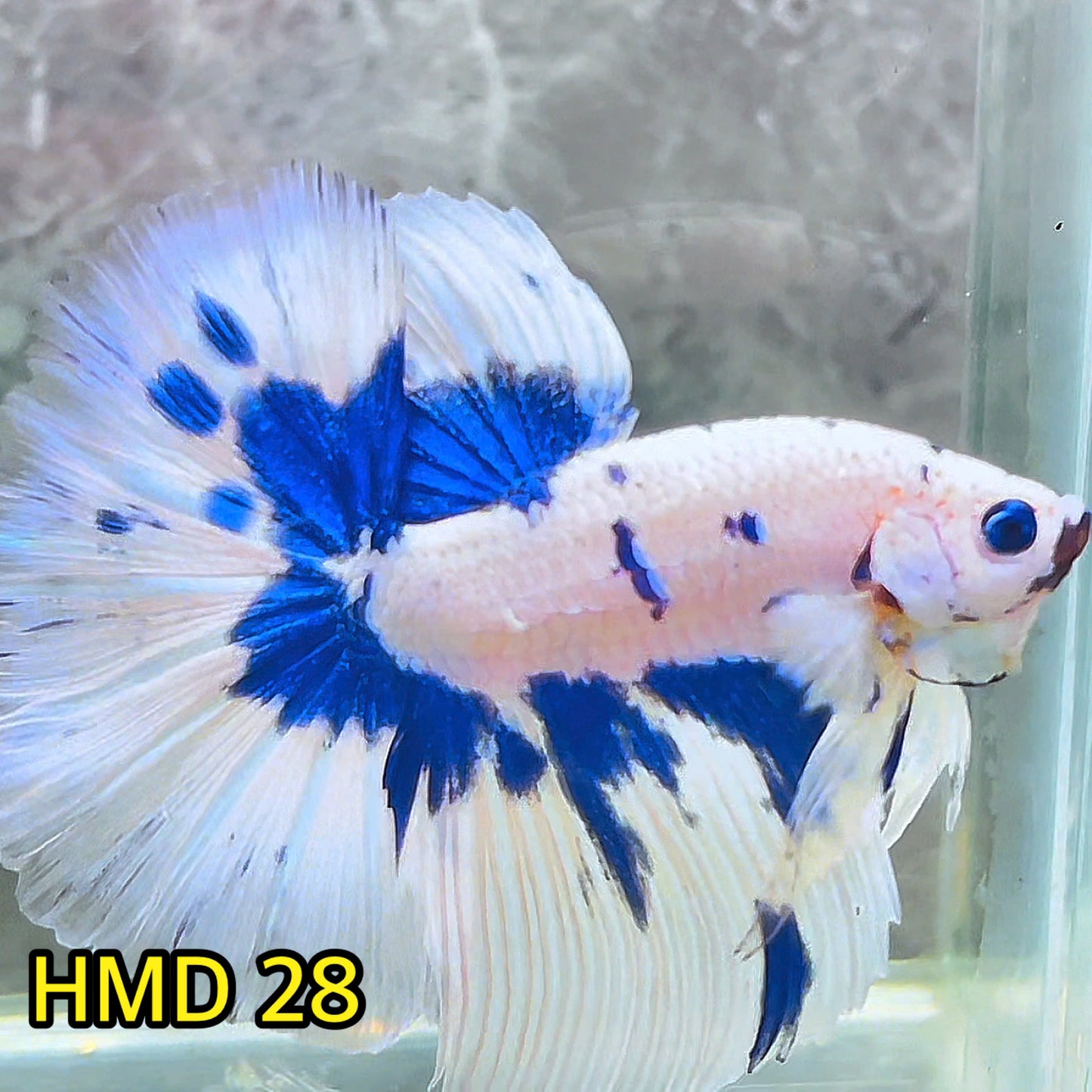 Blue Marble Dot Halfmoon Male Betta Fish | Order Directly From Farm | You Pick Fish