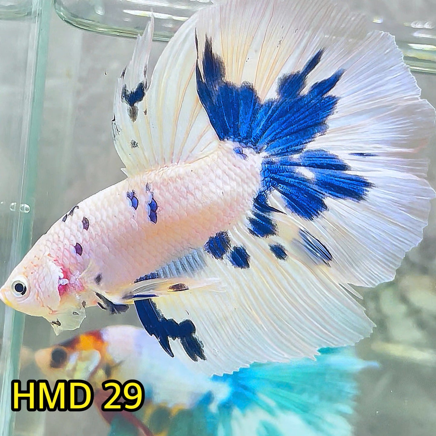 Blue Marble Dot Halfmoon Male Betta Fish | Order Directly From Farm | You Pick Fish