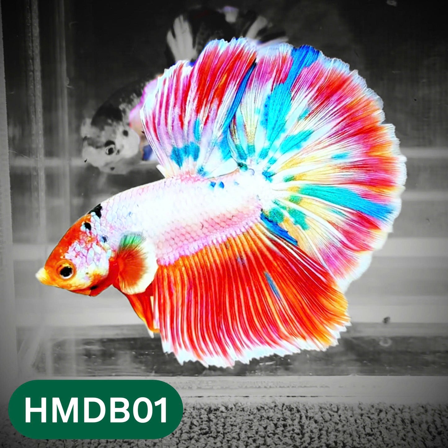 Dumbo Koi Nemo Halfmoon Male Betta | You Pick Fish