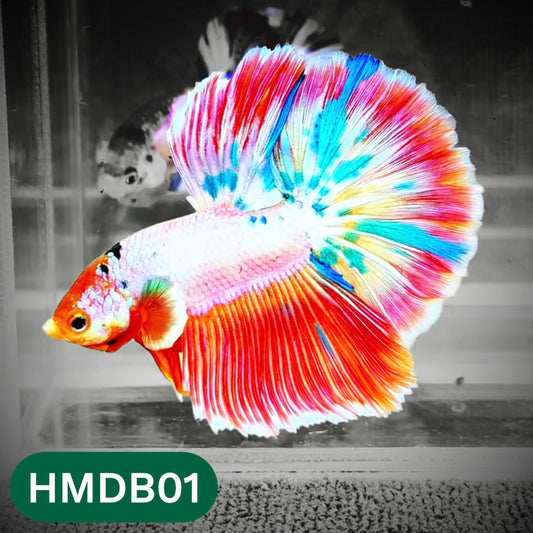 Dumbo Koi Nemo Halfmoon Male Betta | You Pick Fish