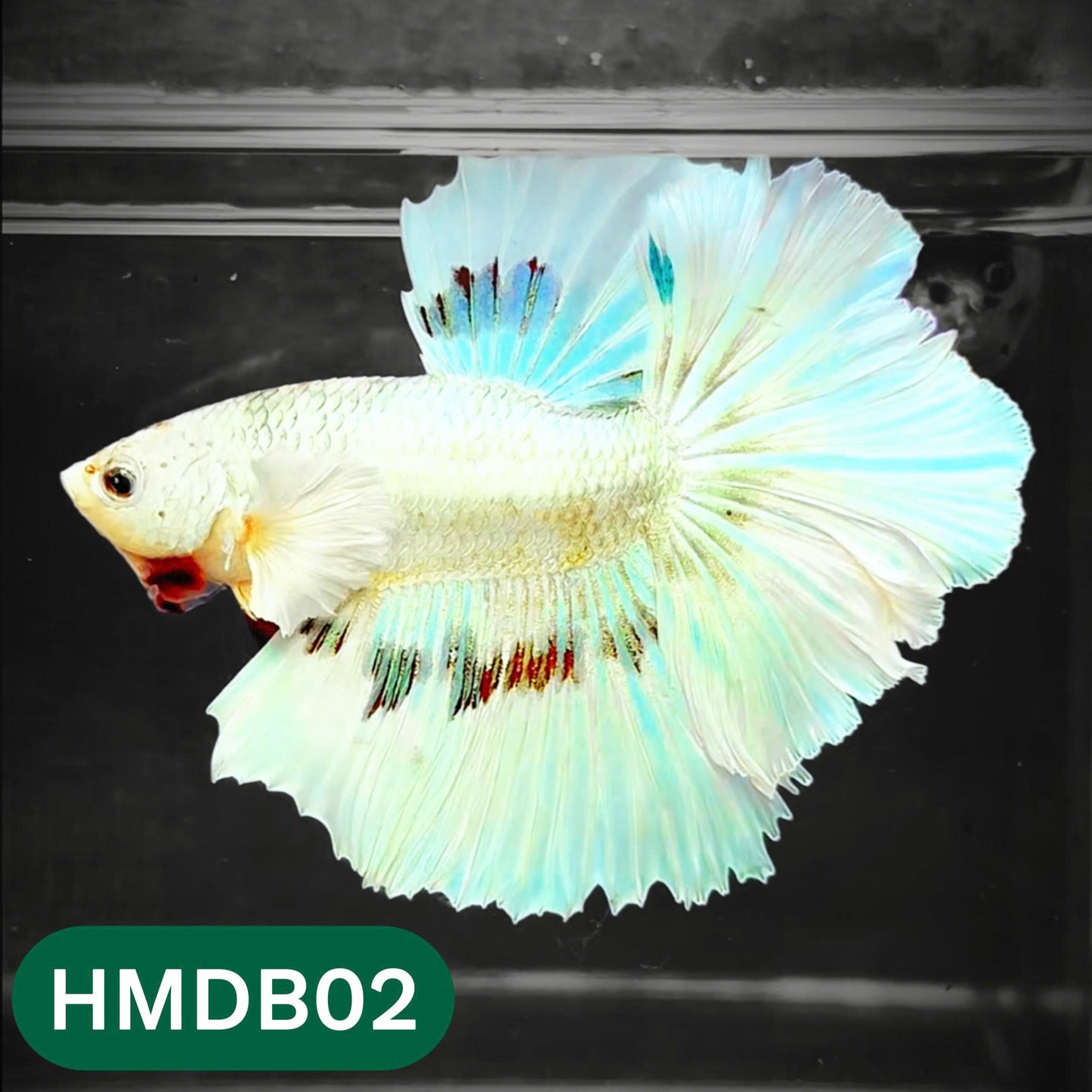 Dumbo Koi Nemo Halfmoon Male Betta | You Pick Fish