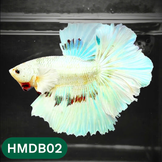Dumbo Koi Nemo Halfmoon Male Betta | You Pick Fish