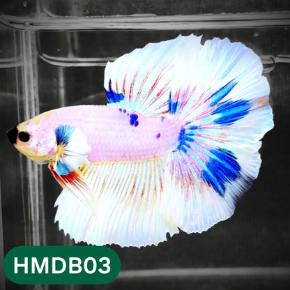 Dumbo Koi Nemo Halfmoon Male Betta | You Pick Fish