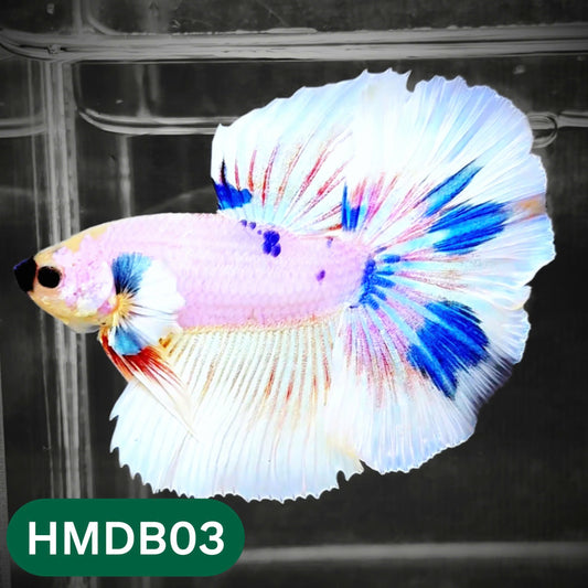 Dumbo Koi Nemo Halfmoon Male Betta | You Pick Fish