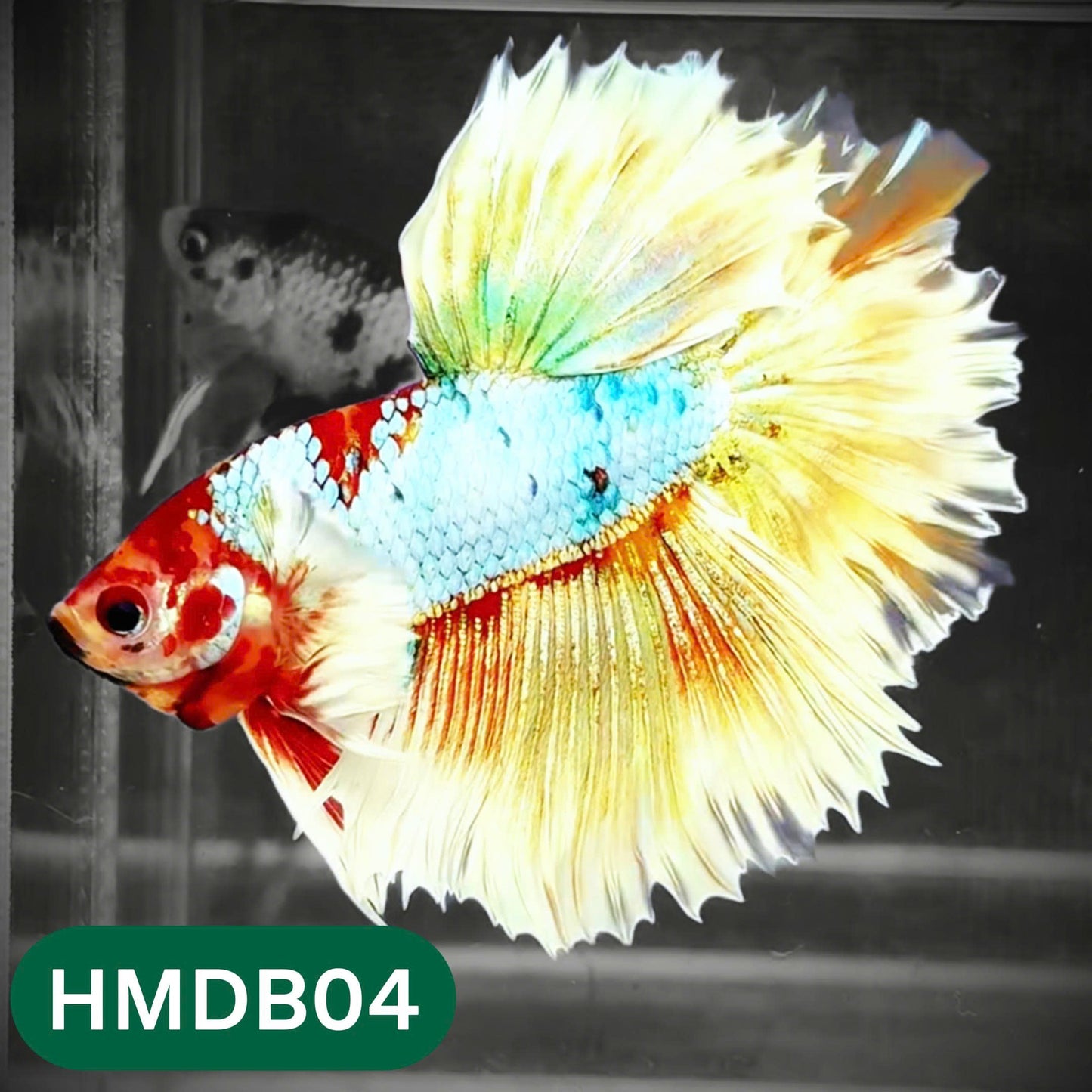Dumbo Koi Nemo Halfmoon Male Betta | You Pick Fish