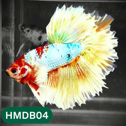 Dumbo Koi Nemo Halfmoon Male Betta | You Pick Fish