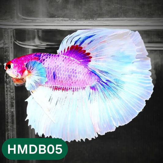Dumbo Koi Nemo Halfmoon Male Betta | You Pick Fish