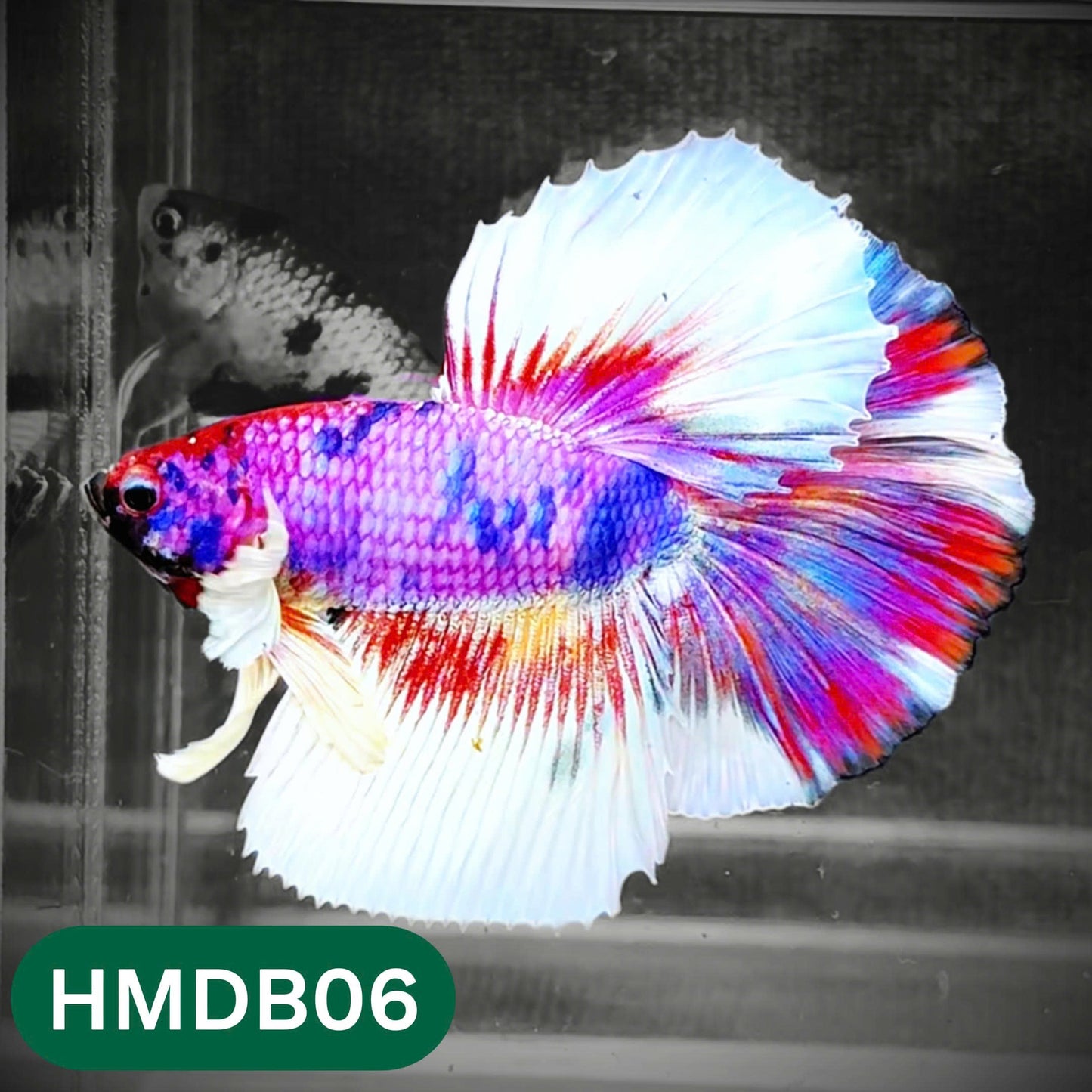 Dumbo Koi Nemo Halfmoon Male Betta | You Pick Fish