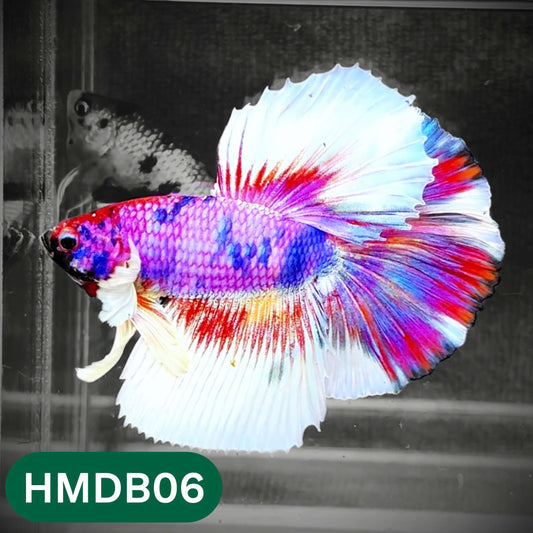 Dumbo Koi Nemo Halfmoon Male Betta | You Pick Fish
