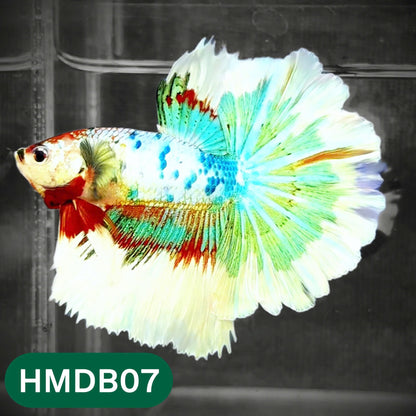 Dumbo Koi Nemo Halfmoon Male Betta | You Pick Fish