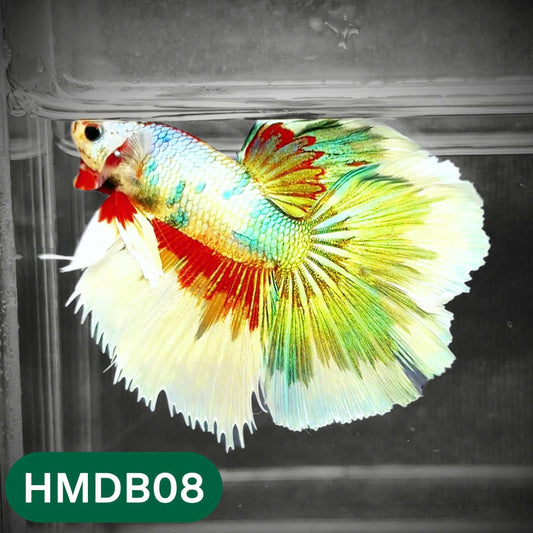 Dumbo Koi Nemo Halfmoon Male Betta | You Pick Fish
