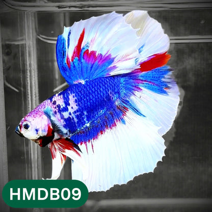 Dumbo Koi Nemo Halfmoon Male Betta | You Pick Fish