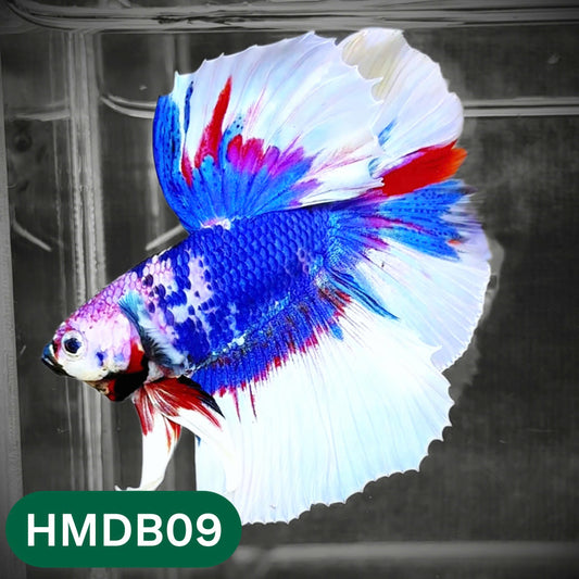 Dumbo Koi Nemo Halfmoon Male Betta | You Pick Fish