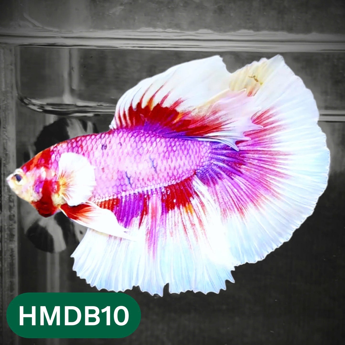 Dumbo Koi Nemo Halfmoon Male Betta | You Pick Fish