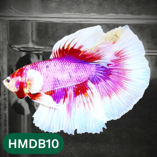 Dumbo Koi Nemo Halfmoon Male Betta | You Pick Fish