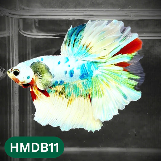 Dumbo Koi Nemo Halfmoon Male Betta | You Pick Fish