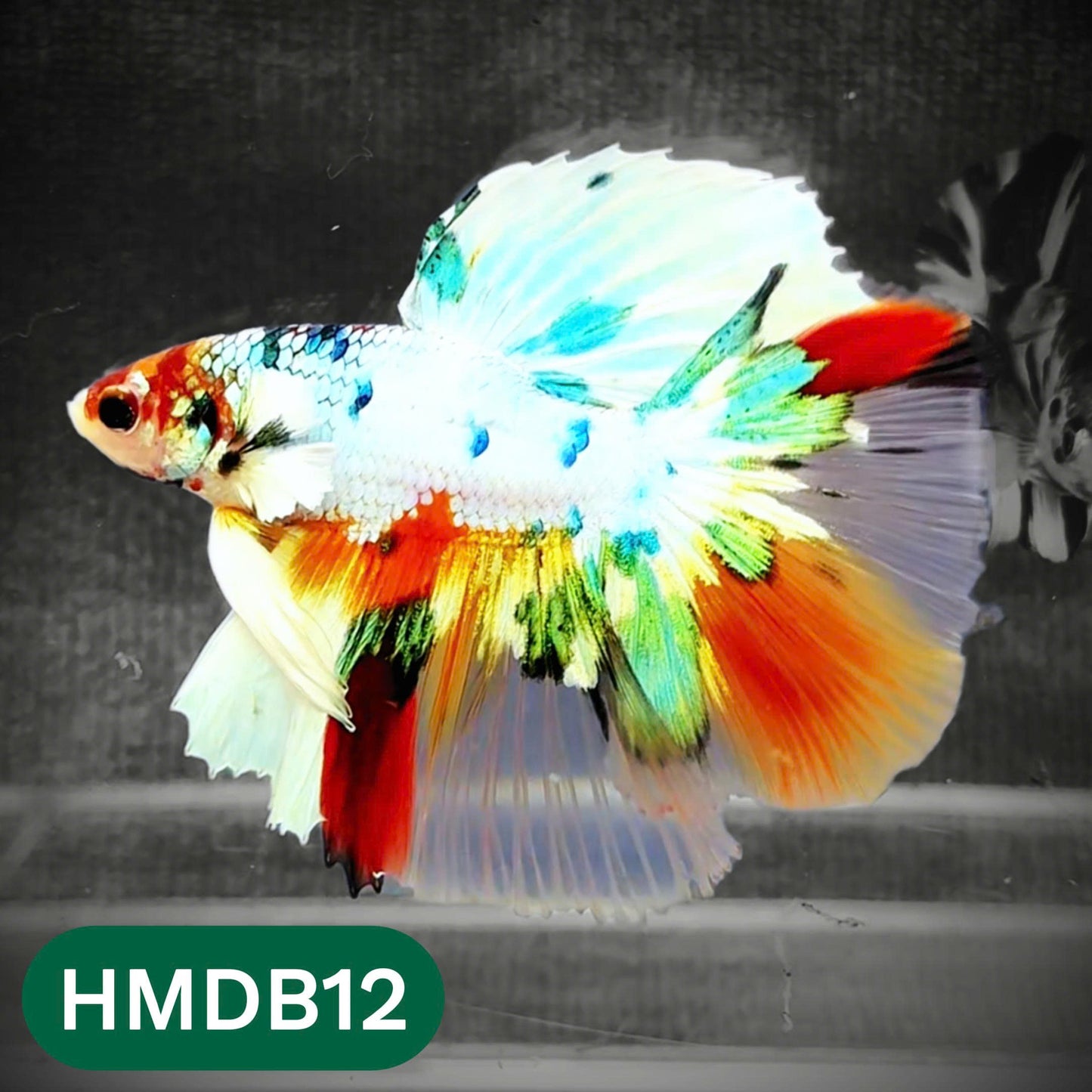 Dumbo Koi Nemo Halfmoon Male Betta | You Pick Fish