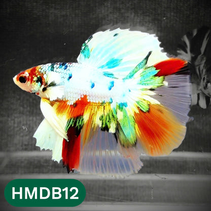 Dumbo Koi Nemo Halfmoon Male Betta | You Pick Fish