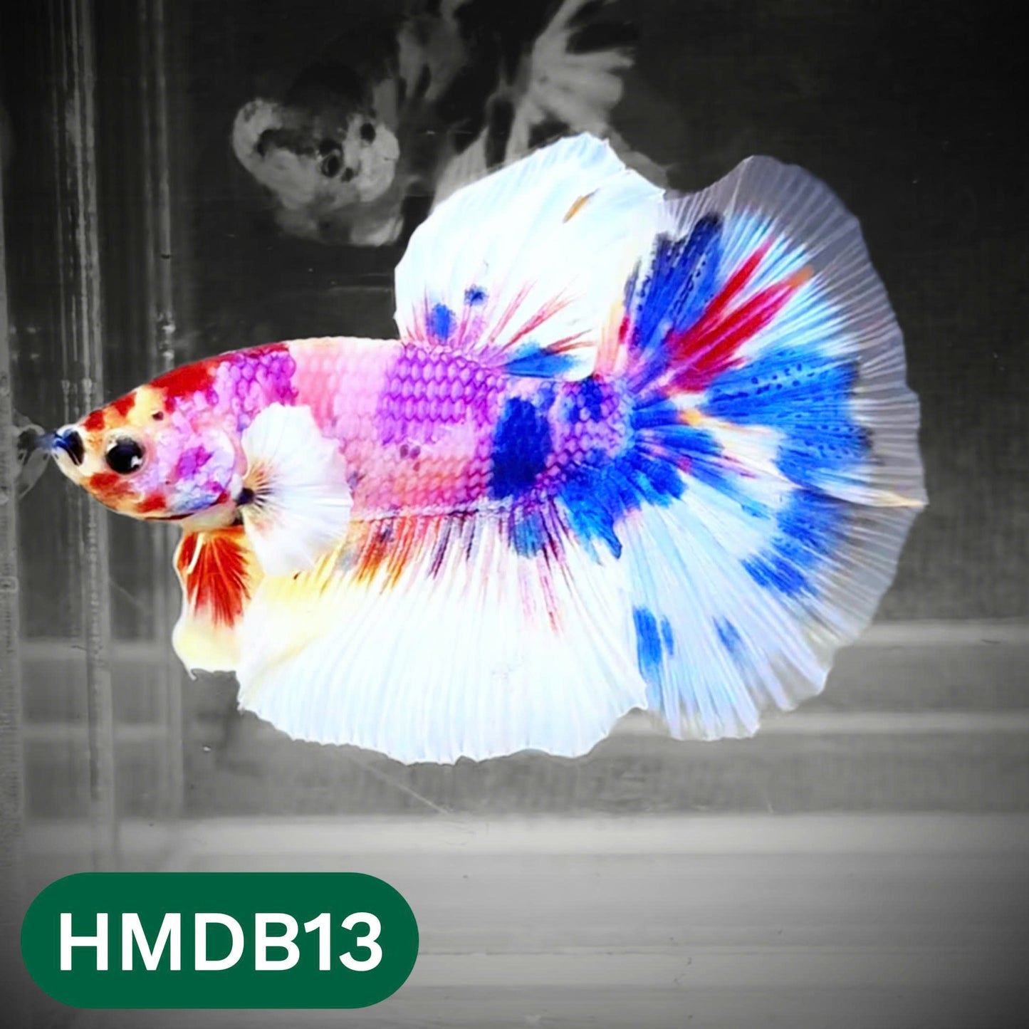 Dumbo Koi Nemo Halfmoon Male Betta | You Pick Fish