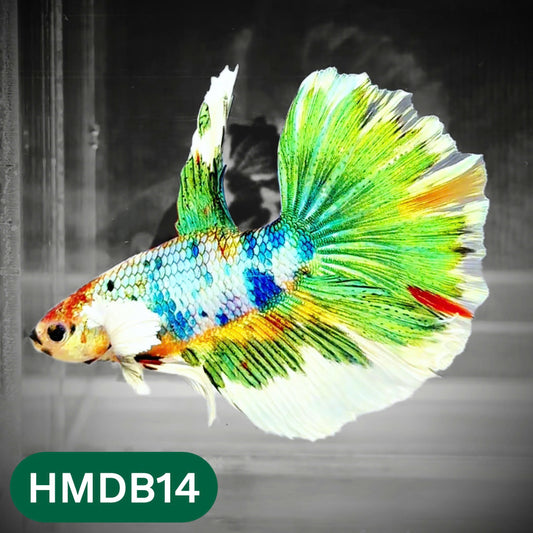 Dumbo Koi Nemo Halfmoon Male Betta | You Pick Fish