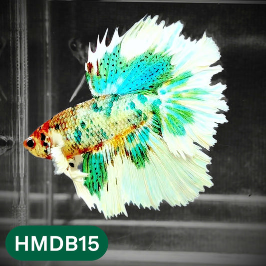 Dumbo Koi Nemo Halfmoon Male Betta | You Pick Fish