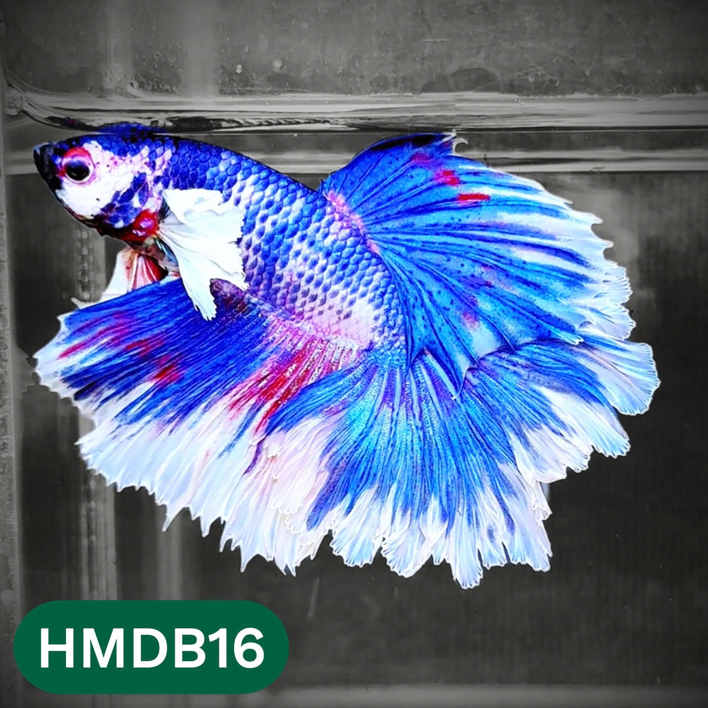 Dumbo Koi Nemo Halfmoon Male Betta | You Pick Fish