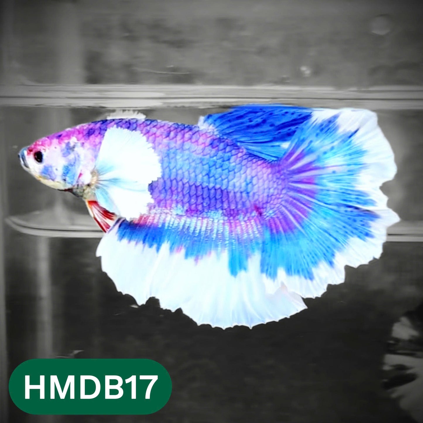 Dumbo Koi Nemo Halfmoon Male Betta | You Pick Fish